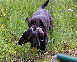 20160717-WCL-0013.jpg