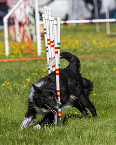 Sport Daniels