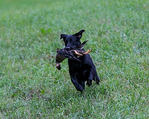 Pirate Cawood