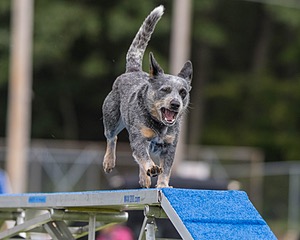 Bree Spetla