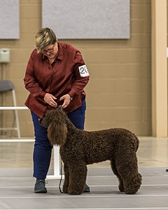 204 - CH Brekkon’s Brown Eyed Girl At Flintcrest DJ CGC TKN FTI