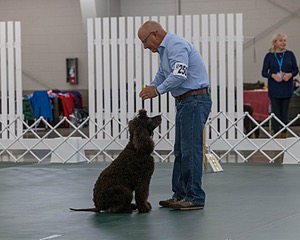 2503 - GCH CH BLACKTHORN'S KEEVA CROMPTON AX AXJ XF RN CGC (Keeva)