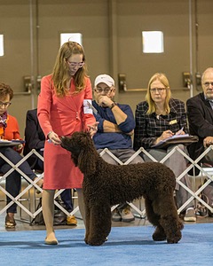 10 - Poole's Ide Touch Of Mink (Darla)
