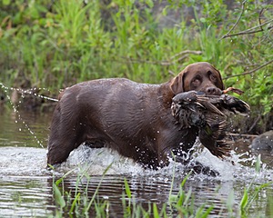 Beaver Creeks Princess Kudu