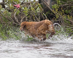 UCD SHR Sand Dancer's Windfall JH CDX