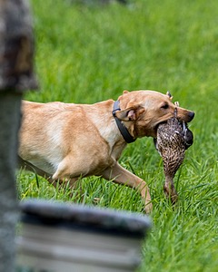 20170603-SHRL-1095.jpg