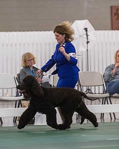 35 - GCHB CH FLINTCREST FULL MONTY (Jonny)
