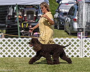 86 - GCH CH Chantico's The Power Of One (Allure)