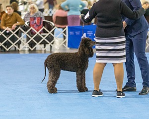 30 - GCH CH Chantico's Spirit In The Surf JH CD RA OA OAJ  NF (Selchie)