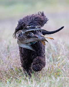 Ghillie Kezer