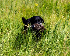 Scout