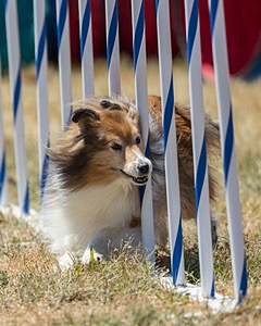 20160618-CCKC-1937.jpg