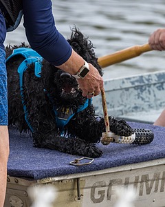 Boaty Belicose