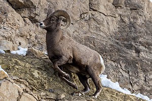 Bighorn Sheep, Yellowstone National Park