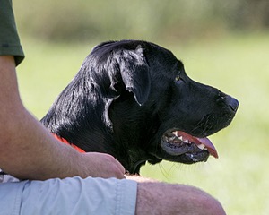 Brutus Culbertson