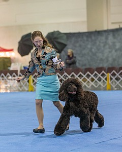 19 - GCH CH Axelhurn Now I'm Here (Marcus)