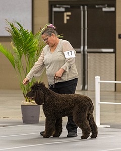 17 - Ballyhoo’s V Finnegan Mcneill BN FDC CA BCAT DS DJ CGCA TKN VHMA JH JHU WD