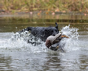 Ripple