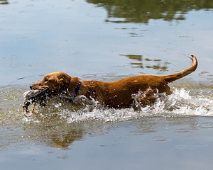 Chase