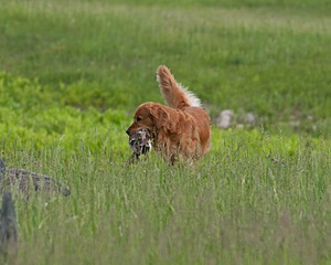 UCD SHR Sand Dancer's Windfall JH CDX