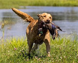 Odie