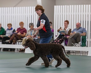 40 - GCH POOLE'S IDE BONNIE BROOK CD RE CGC (Bonnie)