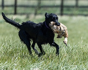 Kiri