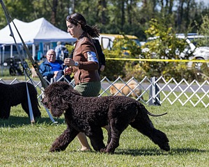 25 - GCH CH POOLE'S IDE RIPTIDE OHS RI DS CGC (Rip)