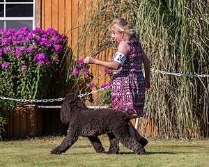 24 - GCH CH BLACKTHORN'S KEEVA CROMPTON RM AX AXJ XF TKN (Keeva)
