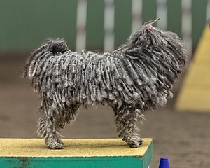 Peetie Sulewski