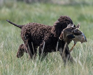 Ghillie