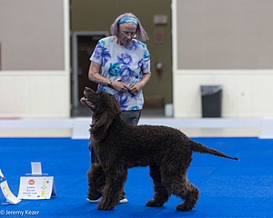 R27 - CASTLEHILL'S XTRAORDINEIRE CD BN RM3 RAE2 RC CAA FCAT SWEE SWM RATS DJ CGC TKN FTN