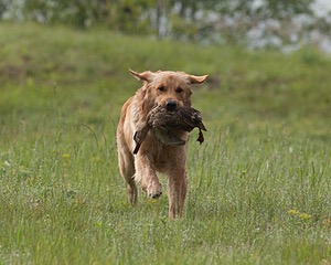 Sunfire Padraig of Golden Pond