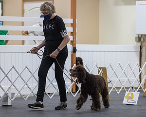 2101 - GCH CH MACH ARROYO'S BEGIN THE BEGUINE MXS MJS MXP MJP MXF T2B2 (Porter)