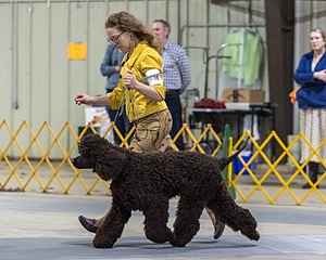 16 - GCH EPIK'S IN OMNIA PARATUS CGC ATT BCAT (Myna)
