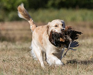 Folly