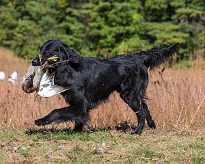 Ruger Bodine