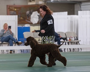 54 - GCH BREKKON BEGINS WITH BEAUFIELD