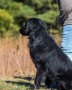 Ruger Bodine