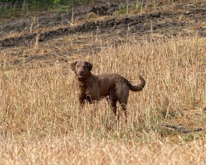 Monster Zajchowski