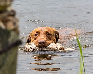 20170603-SHRW-1841.jpg