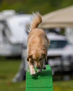 Ollie Erbe