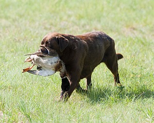 Beaver Creeks Princess Kudu