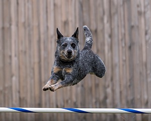 Bree Spetla