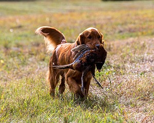 Tracker