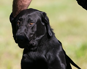 Dash Golini