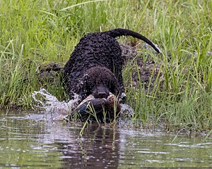 Ghillie Kezer