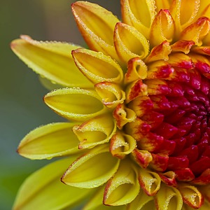 Dahlia
