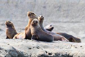 Southern Sea Lions, Peninsula Valdes, Argentina