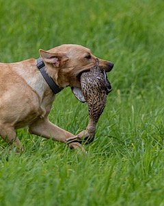 20170603-SHRL-1093.jpg